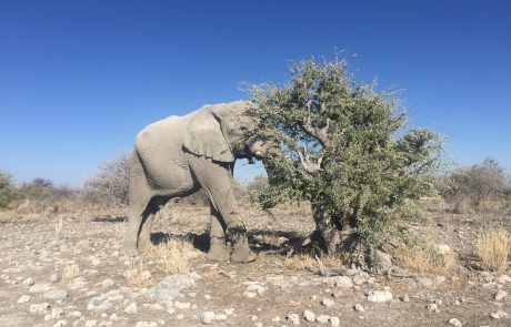 Game drives in Etosha