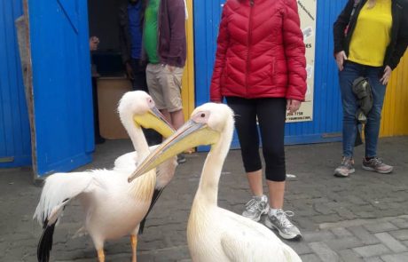 waterfront tours in walvis bay namibia