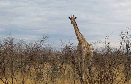 wildlife in Africa