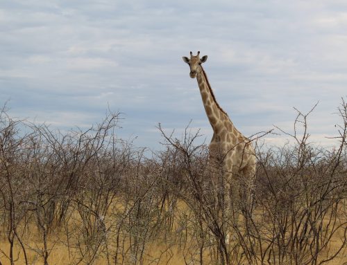 Half Day Game Drive at Düsternbrook Lodge