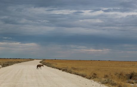 Game drives in Etosha