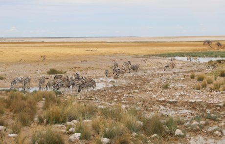 Game drives in Etosha